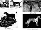 Drawing Dogs Book File the Dog Book A Popular History Of the Dog with Practical