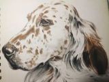 Drawing Dogs Diana Thorne 43 Best Dog Art Images Dog Portraits Vintage Dog Dog Breeds