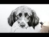 Drawing Dogs Fur Drawing Tutorial How to Draw Realistic Black Fur Graphite and