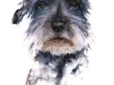Drawing Dogs Fur Schnauzer Painted In Watercolour by Artist Jane Davies