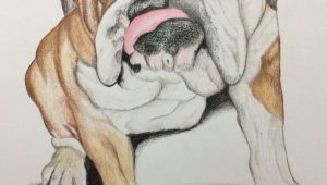 Drawing Dogs In Love This is A Bulldog Portrait I Drew I Love Drawing and Bulldogs are