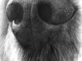 Drawing Dogs Noses 37 Best Dog Sketches Images Pencil Drawings Graphite Drawings