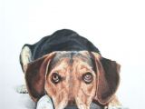 Drawing Dogs with Colored Pencils Colored Pencil Drawing by Lauren Heimbaugh Colored Pencil Drawings