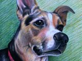Drawing Dogs with Colored Pencils Custom Colored Pencil Pet Portrait One Subject by Anniedraper