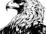Drawing Eagle Eyes Eagle Eye In the Big Smoke On Behance Pulpen Eagle Drawing