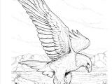 Drawing Eagle Eyes Pin by Sara Floyd On Illustrations Birds Coloring Pages Adult