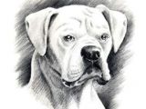 Drawing Fake Dogs 20 Best Drawing Oliver Images Boxer Dogs Boxer Love Drawings