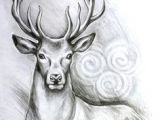 Drawing Fake Dogs Deer Head by Linnwarme Deviantart Com On Deviantart Pretty