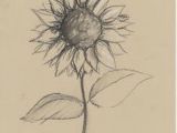 Drawing Flower Of Life 84 Best Sunflower Drawing Images In 2019 How to Paint Sunflowers