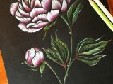 Drawing Flower Of Life Peony Art Peonies Drawing Flower Pencil Art Coloured Pencil