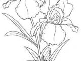 Drawing Flowers Books Pdf 58 Best Draw Flowers Images Flower Designs Quote Coloring Pages