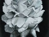 Drawing Flowers On Black Paper Drawing Of A Peony In White Charcoal On Black Paper Prints