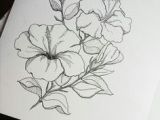 Drawing Flowers On Chart Paper 11 Best Hibiscus Drawing Images In 2019 Hibiscus Drawing Hibiscus