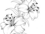 Drawing Flowers On Chart Paper Lily Flowers Drawings Flowers Madonna Lily by Syris Darkness