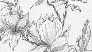 Drawing Flowers Trees From A Selection Of Henny S Magnolia Drawings and Sketches