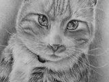 Drawing for Dog Lovers Custom Cat Drawing Custom Pet Portraits Lovely Animal Art