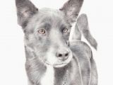 Drawing for Dog Lovers Custom Pet Portrait In 2018 Art Pinterest Pets Pet Portraits