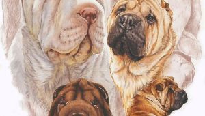 Drawing Ghost Dog Shar Pei W Ghost Painting by Barbara Keith Favorite Quotes In 2018