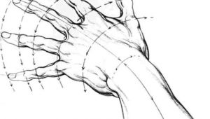 Drawing Hands Proportions Drawing Proportion by Burne Hogarth Author Of Dynamic Anatomy