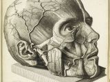 Drawing Human Skull Anatomy 16th Century Drawings Of Disease are as Fascinating as they are