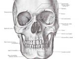 Drawing Human Skull Anatomy Anatomical Skull Vintage Print Scientific Medical by Maddoxandrose