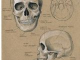 Drawing Human Skull Anatomy Pin by D D N D N D D D N D N D On D D D N Anatomy Drawings Anatomy Drawing