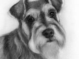 Drawing Ideas for Dogs Drawing Ideas Dog by Crisc Schnauzers Pinterest Drawings