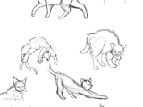 Drawing Ideas Kitten Cat Anatomy Thingies Seiishin Art Ideas and Tutorials