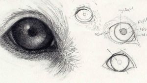 Drawing Lifelike Eyes How to Draw Dog Eyes that Look Amazingly Realistic Animals and