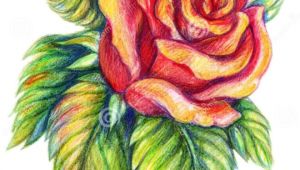 Drawing Made Easy Flowers In Colored Pencil 25 Beautiful Rose Drawings and Paintings for Your Inspiration