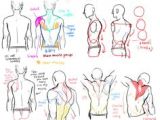 Drawing Male Anatomy Tumblr 79 Best Male Anatomy Reference Images Figure Drawing Body