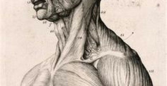 Drawing Neck Muscles 174 Best Anatomy Reference Head Neck Skull Images Drawing Heads