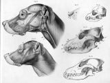 Drawing Of A Dog Bone Lose Yourself In the Gorgeous Anatomical Drawings Of Hermann
