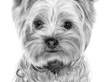 Drawing Of A Dog Digging Die 123 Besten Bilder Von Hund In 2019 Drawing S Drawings Of Dogs