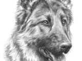 Drawing Of A Dog Painting Image Result for Rysunki Oa A Wkiem Zwierza T Beautiful Places