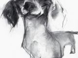 Drawing Of A Dog Painting Valerie Davide Dachshund Sketch In Charcoal All Dachshund