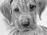 Drawing Of A Dog Realistic 569 Best Pencil Pen Color Pencil Drawing and Charcoal too