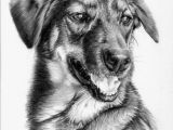 Drawing Of A Dog Realistic Awesome Pencil Work Linda Huber Drawings Paintings Pencil
