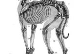Drawing Of A Dog Skeleton 14 Best Dog Skeleton Images Animal Anatomy Dog Skeleton Drawings
