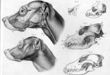 Drawing Of A Dog Skeleton 44 Best Animal Anatomy Images