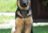 Drawing Of A German Shepherd Dog German Shepherd Names Over 200 Great Ideas the Happy Puppy Site