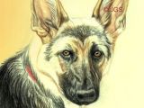 Drawing Of A German Shepherd Dog How Do You Draw A Beautiful Dog Using Colored Pencils German