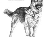 Drawing Of A German Shepherd Dog How to Draw A German Shepherd Dog Step by Step Www Drawplus Us
