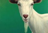 Drawing Of A Goat S Eye 74 Best Goats Images Paintings Goat Art Sheep