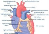 Drawing Of A Human Heart and Its Parts 12 Best Drawing Images Human Heart Heart Anatomy Heart Diagram