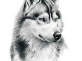 Drawing Of A Husky Dog 338 Best Huskies Reign Images Husky Drawing Husky Dog Animal