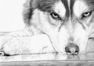 Drawing Of A Husky Dog Pencil Drawing Husky Red In 2019 Pinterest Husky Drawing