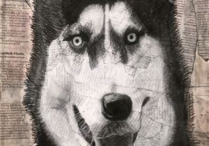 Drawing Of A Husky Dog Title Siberian Husky Drawing Medium Charcoal Newspaper Collage I