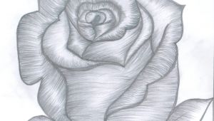 Drawing Of A Rose Bud Rose Bud Drawings In 2019 Pinterest Draw Pencil Drawings and