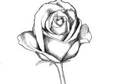 Drawing Of A Rose In Pencil How to Draw A Rose Drawing Lettering Drawings Art Drawings